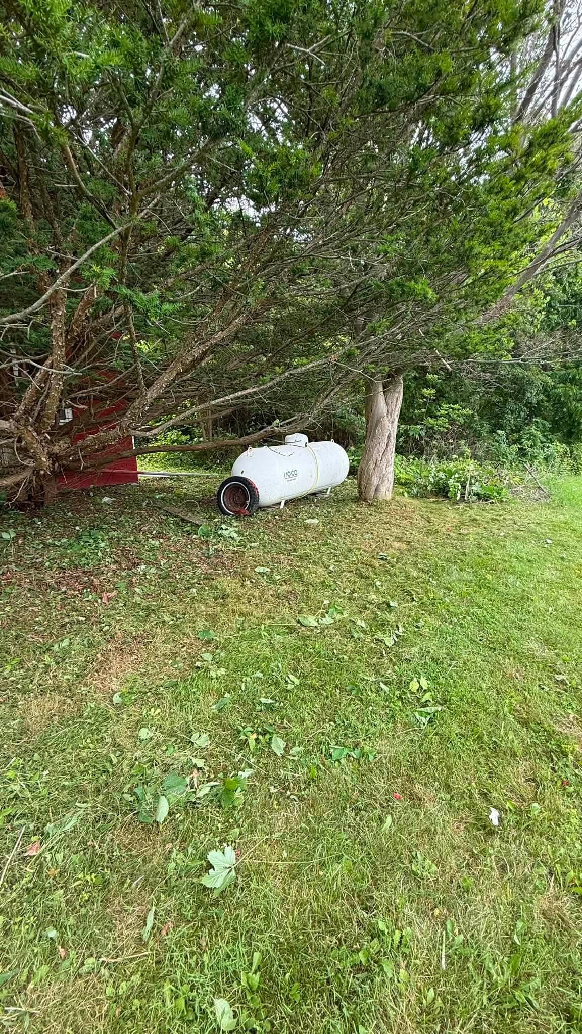 Tree area after trimming and cleanup
